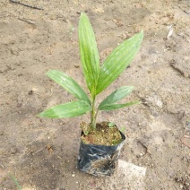 假槟榔种苗棕榈科植物庭院盆栽地栽绿化苗木