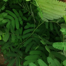 合欢小苗绒花树小苗合欢苗