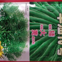 丰油10号油菜籽种子，高产600斤，含油量48%宜机收