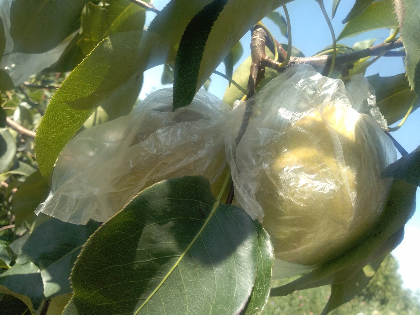 果园工作人员在进行套袋前的喷药处理,确保果实清洁无虫害 冬桃套袋前喷药处理