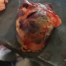 冷冻马肉