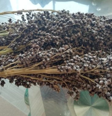 [甜高粱种子批发]超级甜芦粟现种供应价格120.00元/斤 - 一亩田