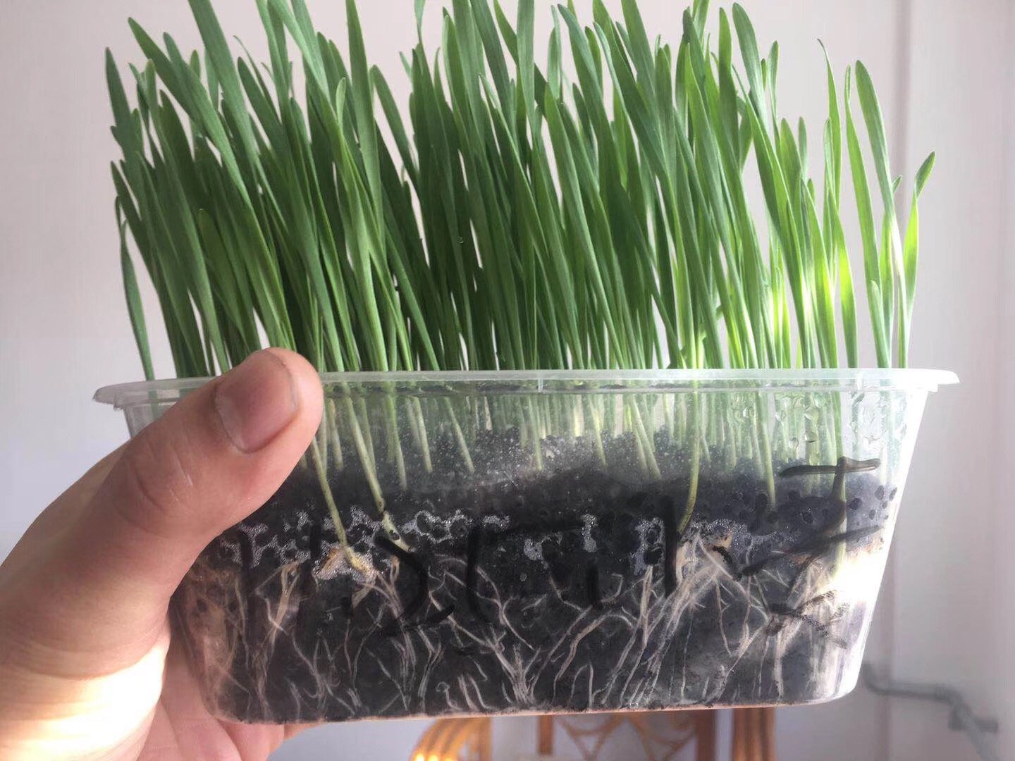 草铵膦对土壤微生物影响的示意图