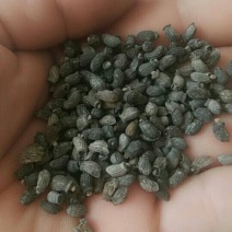 琉璃苣种子优质蜜源植物庭院盆公园绿化花卉种子