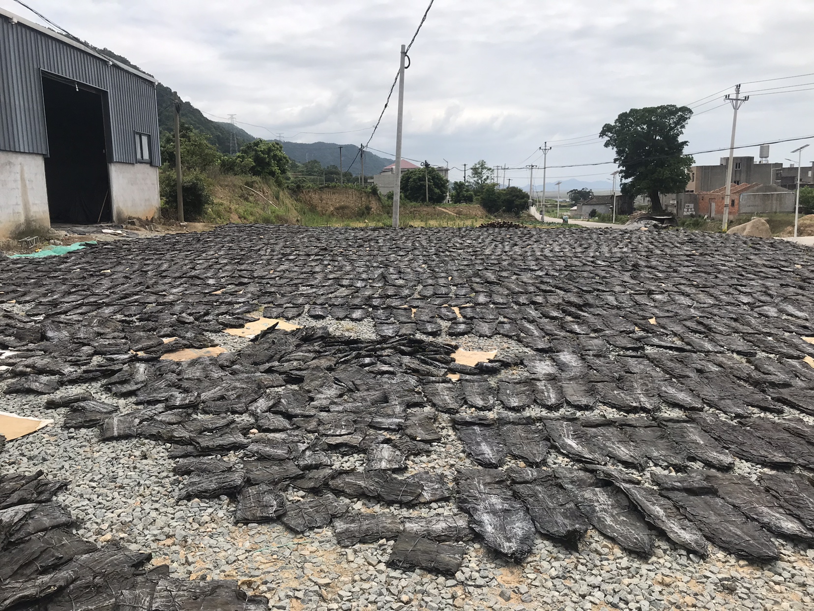 中国主要海带与裙带菜产地分布图