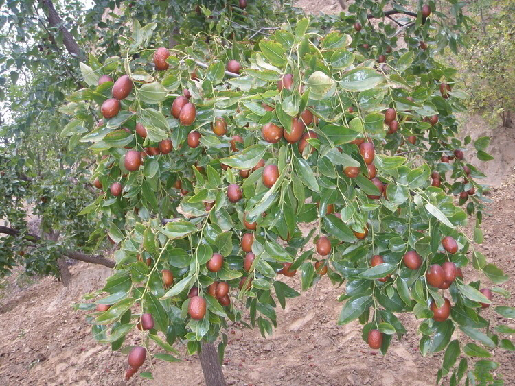 枣树秋季修剪示意图 枣树秋季修剪操作