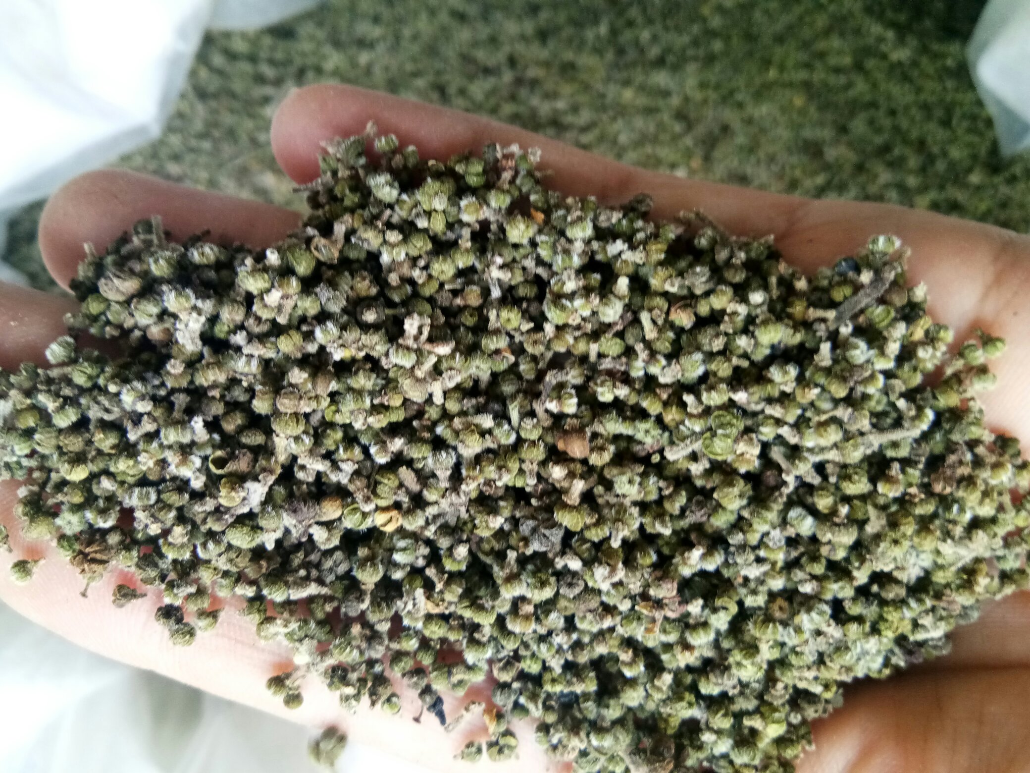山茱萸果实与樱桃对比图：左侧为两枚鲜红色山茱萸果实（椭圆形、成对悬垂、果柄基部膨大），右侧为三颗标准红樱桃（心形、单生、果柄纤细修长）