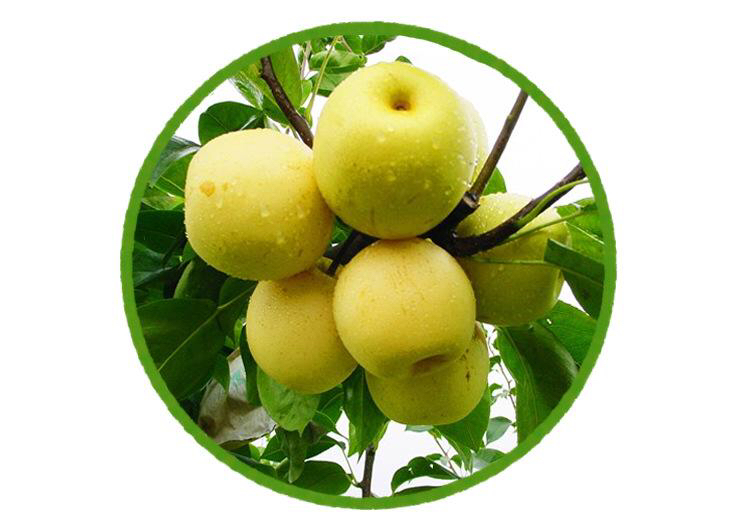 一颗完整的成熟雪花梨放置在木质餐桌上,果形呈倒卵圆形,果皮为浅黄绿色带有褐色小斑点,表面光滑有蜡质光泽,旁边放有一把标准尺子显示果实长度约为13厘米,背景虚化突出主体 单颗大型雪花梨特写