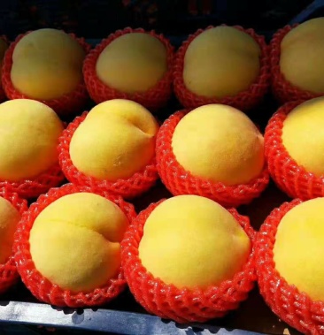 黄中黄黄桃量大价格便宜