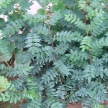 花椒苗