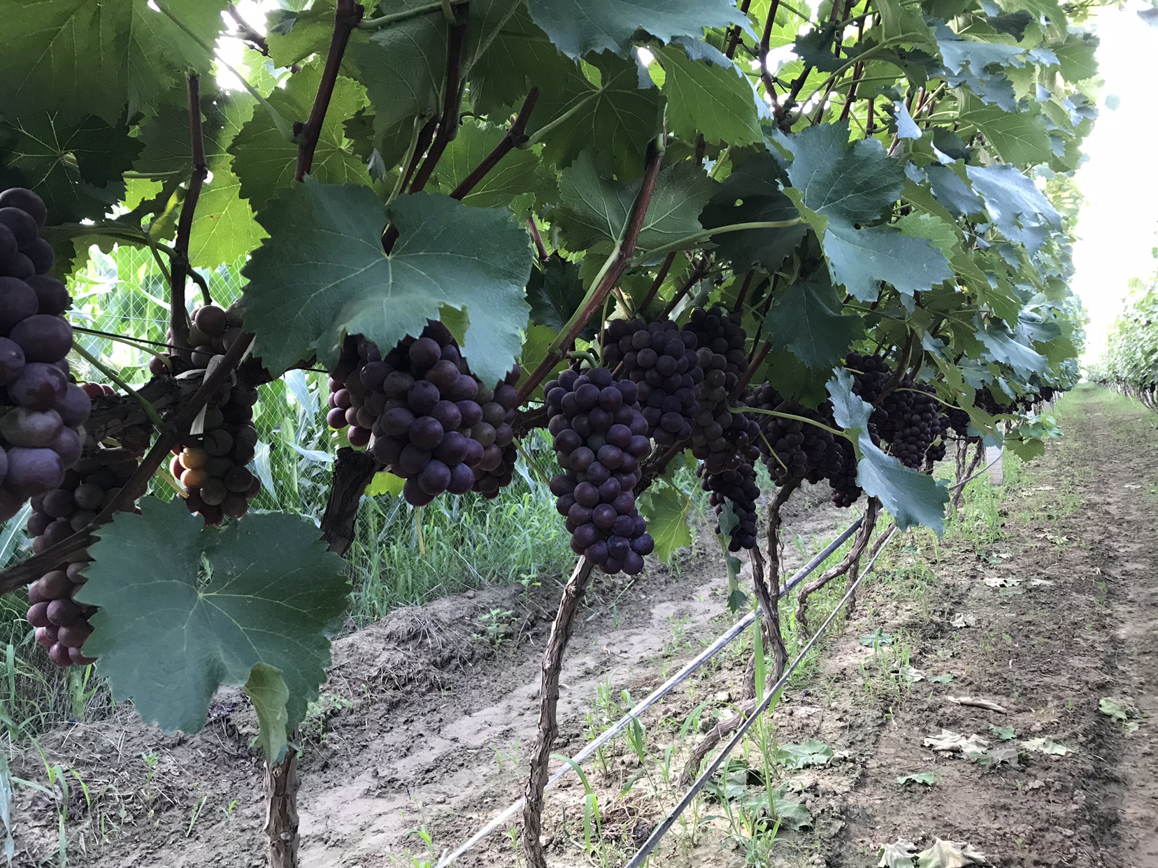 农户在葡萄园中采摘户太八号葡萄