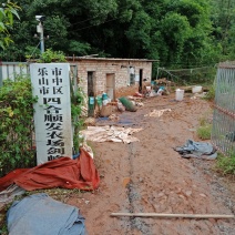 黑斑蛙苗（蝌蚪）