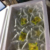 台湾香蜜杨桃