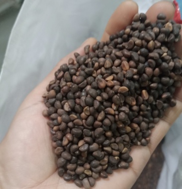 [空心菜苗批发]精选空心菜籽,专门做芽苗菜和大田种植的,质量好价格优