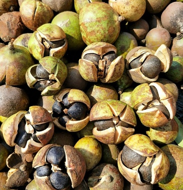 [山茶油批发]老茶树油老茶树果 正宗岑王老山老树老品种山茶油价格60.