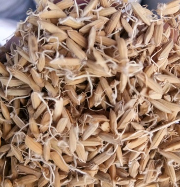 稻芽 中药材稻芽水稻芽生稻芽全芽新鲜干货无硫