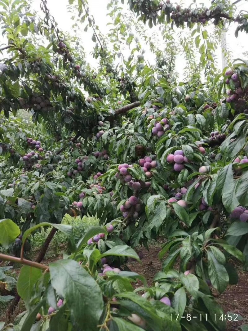 脆红李,脆甜可口