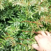 花椒苗