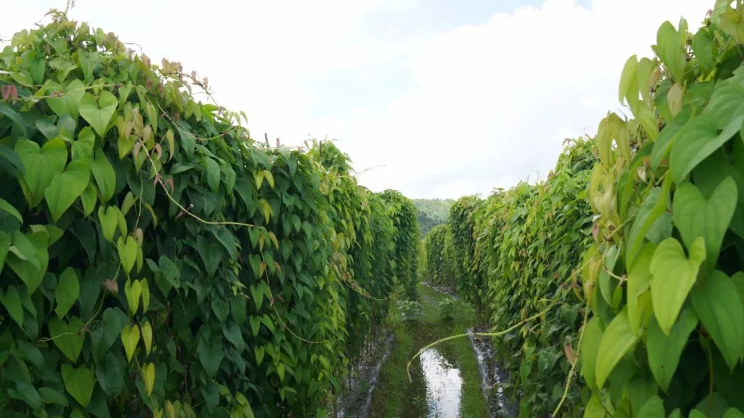 怀山药与淮山药植株形态对比图