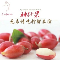 神秘果树苗四季开花当年结果变味果盆栽果树