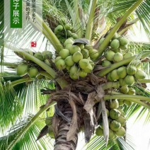 海南青椰子苗椰子苗青椰黄金椰子树苗矮化椰子树苗