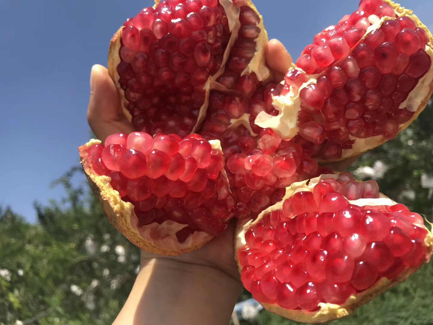 红如意超软籽石榴特写