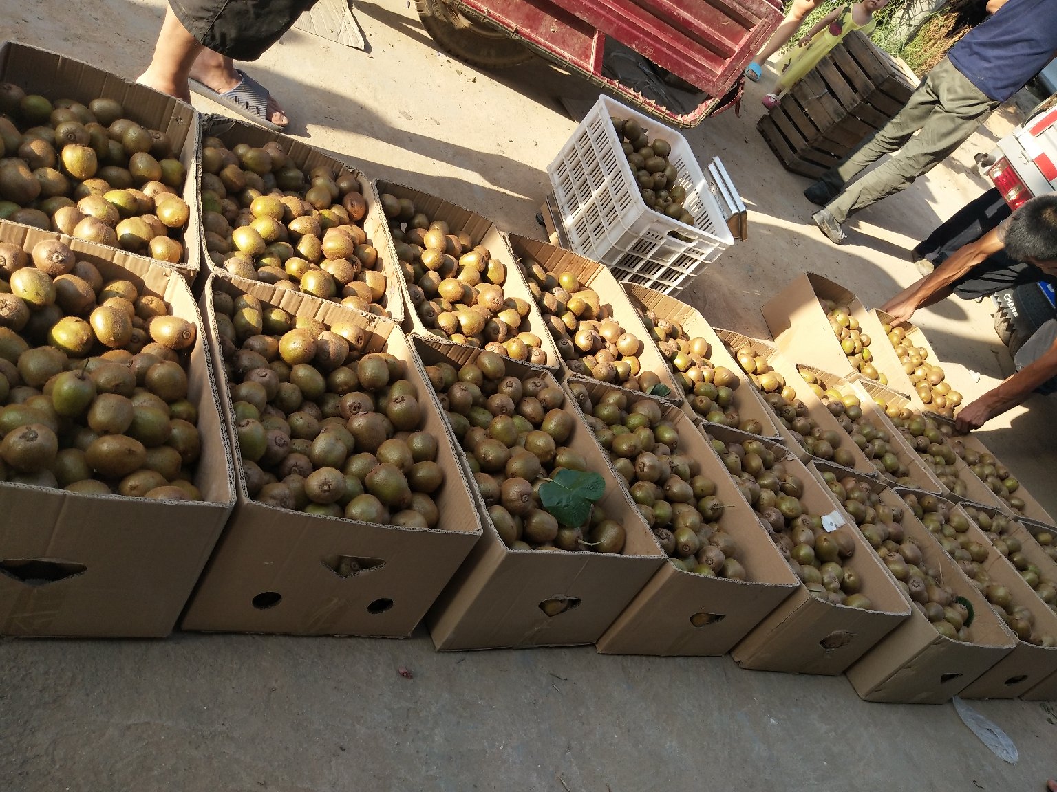 兰翠思猕猴桃汁瓶身与新鲜海沃德猕猴桃的对比图