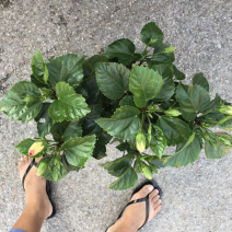 木槿