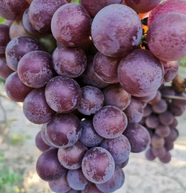 正宗山西运城巨峰葡萄色][色][色]