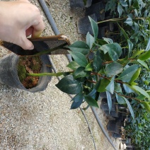 永福产地茶花赤丹香茶五色赤丹克瑞莫等品种长期供应一手货源