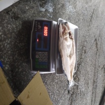 开背巴沙鱼