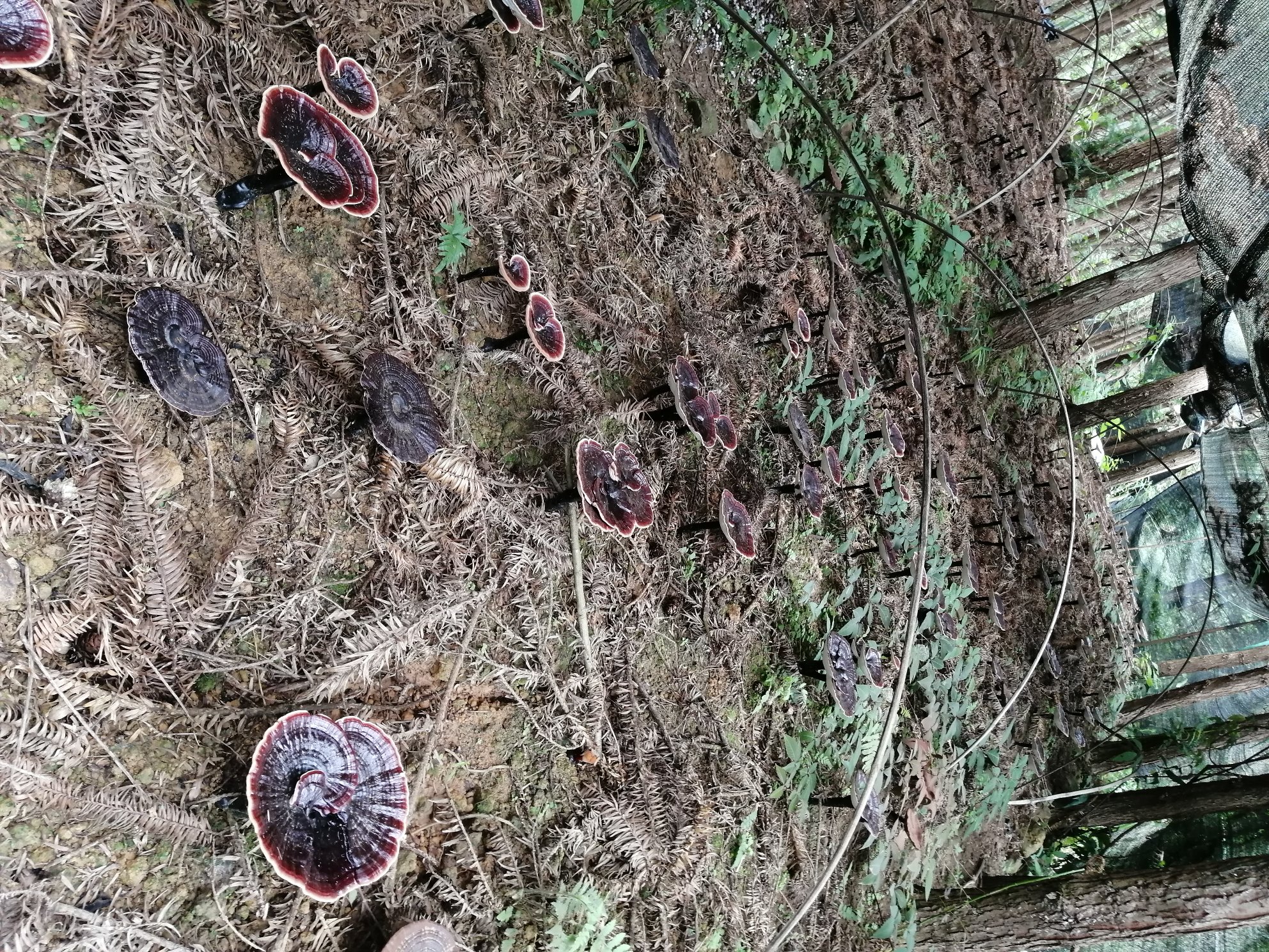 黑灵芝自然生长环境