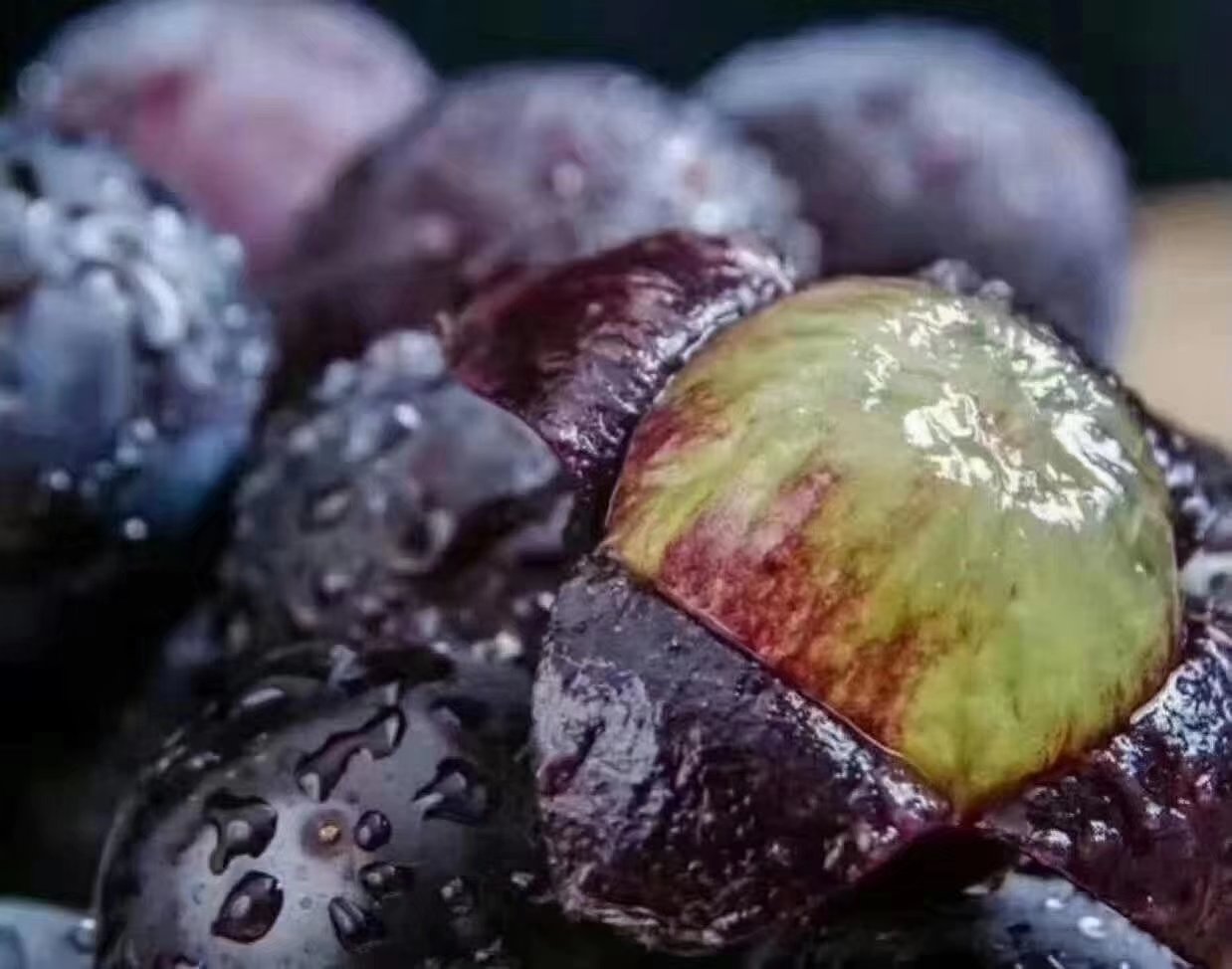 显微镜头下的户太八号葡萄果肉横截面,显示紧密排列的大型薄壁细胞,细胞内充满透明液泡,细胞间隙较小,组织结构致密,反映出其脆嫩多汁的物理基础 切开的户太八号葡萄横截面显微图