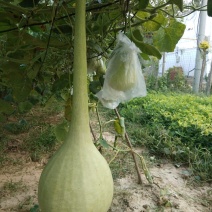 油锤葫芦，大油锤，镇宅辟邪。