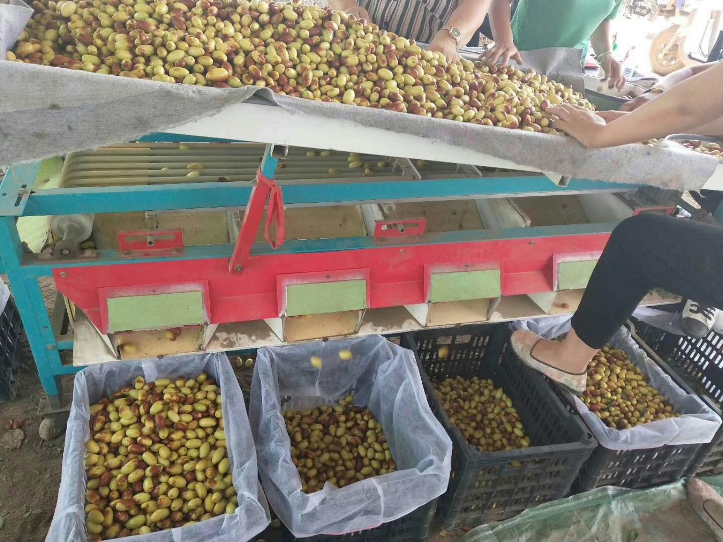 一名技术人员正在对长枣树的新梢进行人工摘心操作,另一部分枝条已完成疏果处理,保留少量健康幼果,展示标准化夏季管理流程 枣树夏季摘心与疏果操作图