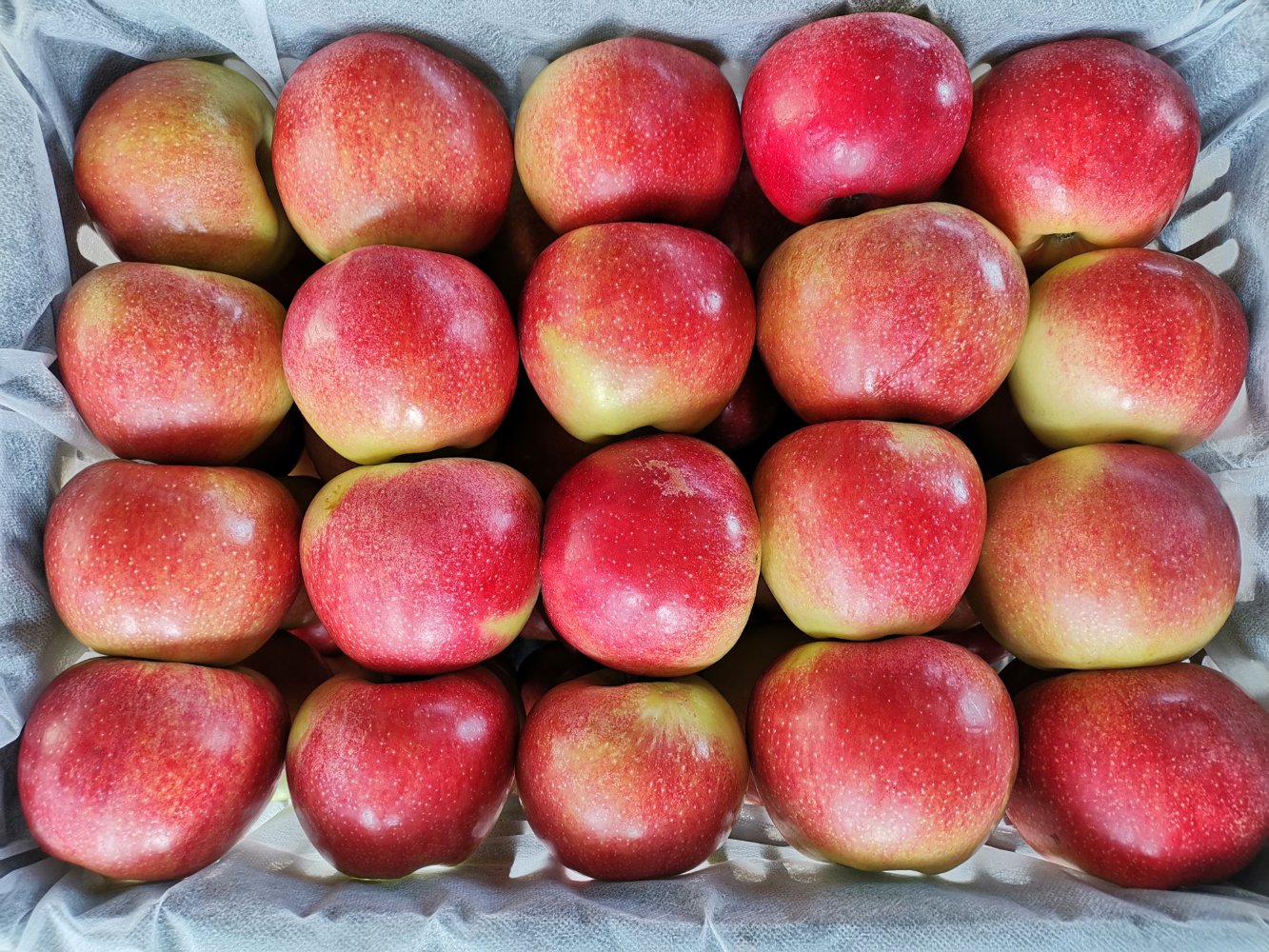 美八苹果在阳光下散发着自然的光泽