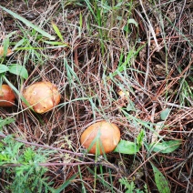 木兰围场纯天然野生菌松蘑