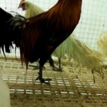 观赏鸡黑长尾鸡白长尾鸡波兰鸡各种颜色绣球鸡