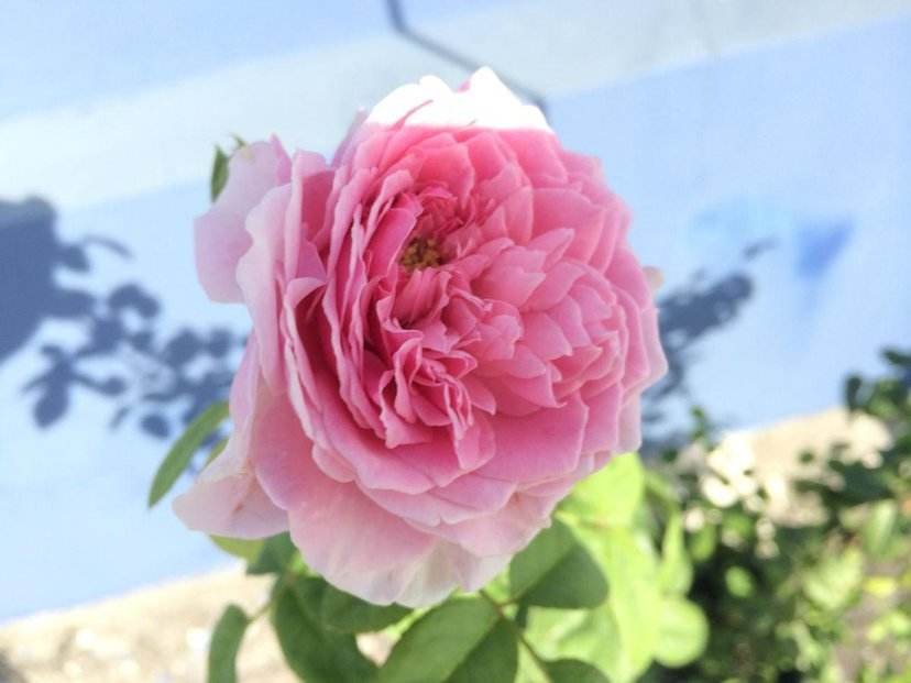 一个北欧风格的白色窗台上,摆放着三个高脚透明玻璃花瓶,瓶内分别插着红色、奶油白和深粉色的欧洲月季花枝,花朵处于半开到全开状态,背景是透光的亚麻窗帘,早晨阳光洒入,形成柔和光影,旁边有一本打开的植物图鉴和一杯咖啡 一组不同颜色和品种的欧洲月季花枝整齐插入透明玻璃花瓶中,陈列于窗边