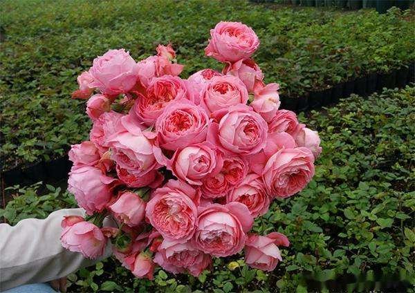 粉色丰花月季在庭院与花艺设计中的应用场景合成图