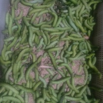 活豆虫