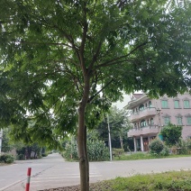 【无患子树】3-25公分优质乔灌木绿化/公园欢迎实地