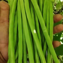 小金豆