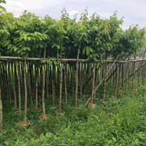 大叶紫薇绿化树苗木各种规格5-15分