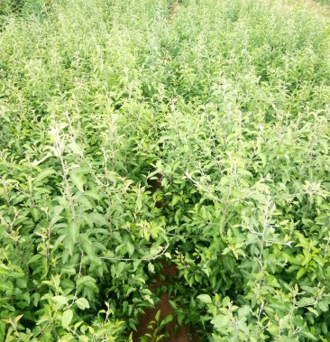 [梨树苗批发]杜梨苗,彩叶杜梨苗价格0.60元/棵 - 一亩田