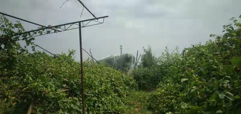 葡萄藤蔓缠绕在棚架上，阴影浓密，地面光线昏暗