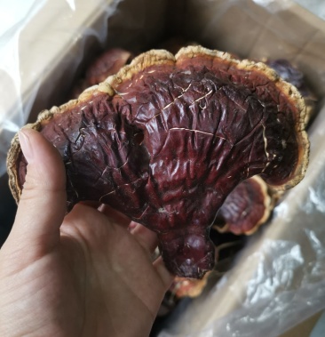 250g天然长白山林下大灵芝干货松杉灵芝整朵仿野生