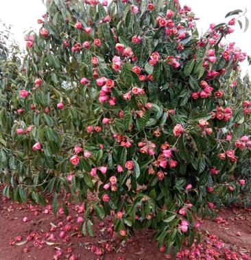 红花茶果树图片野生图片