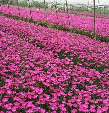 大量欧石竹上市 宿根地被绿化苗木一手货源