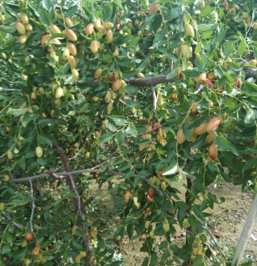 马牙产地鲜枣现摘现卖专业代收精品马牙